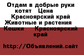 Отдам в добрые руки котят › Цена ­ 1 - Красноярский край Животные и растения » Кошки   . Красноярский край